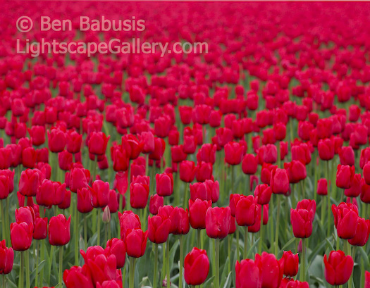 Red Lips. Skagit Valley, Washington. Field of red tulips in Skagit Valley during the annual Tulip Festival.  Ben Babusis, Lightscape Gallery.