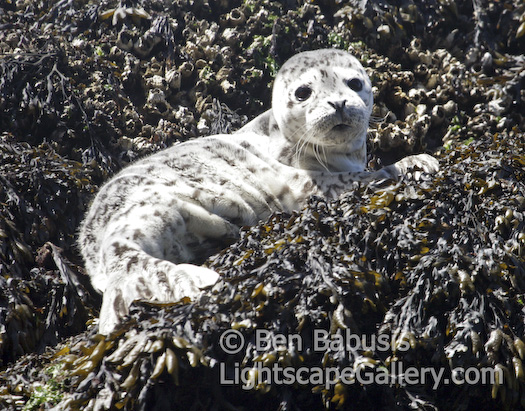 Seal Pup. San Juan Island, Washington. Seal pup lies on a kelp coated rock.  Ben Babusis, Lightscape Gallery.