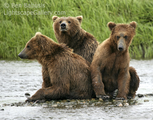 The Three Bears. Mikfik Creek, Alaska. Three young grizzly bears cluster together for protection while mom catches fish nearby.  Ben Babusis, Lightscape Gallery.