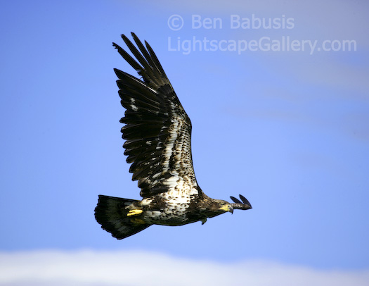 Eagle Flight. Mikfik Creek, Alaska. Adolescent bald eagle takes flight in Alaska.  Ben Babusis, Lightscape Gallery.