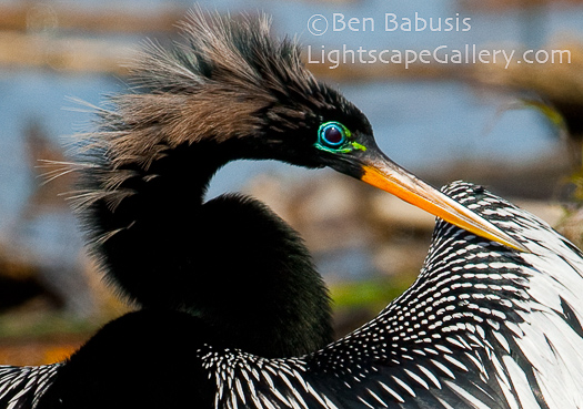 Anhinga Portrait. Viera, Florida. The Anhinga stands proudly in this close up portrait, displaying its dramatic contrast of black and white plummage and colorful eyes and beak.  Ben Babusis, Lightscape Gallery.