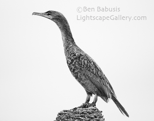Statuesque. Viera, Florida. Seabird stands upon a pedestal displaying the rich textures of its plummage.  Ben Babusis, Lightscape Gallery.