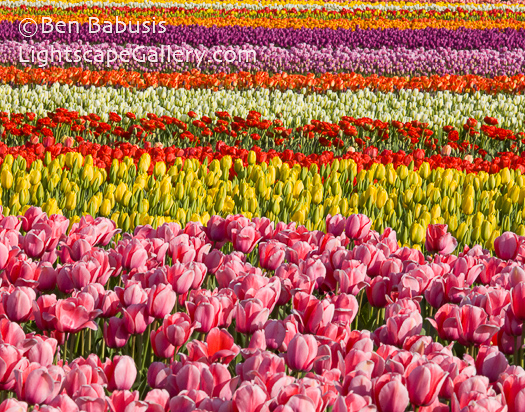 Tulip Tapestry. Mt. Vernon, Washington. Rows of multicolored tulips explode into color during the spring in northern Washington state.  Ben Babusis, Lightscape Gallery.