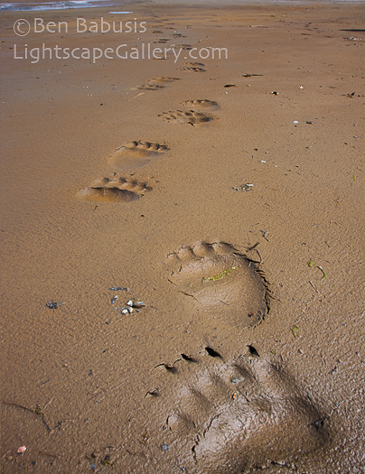 Brown Bear Tracks. Hallo Bay, Alaska. Grizzly bear tracks through the mud flats near Hallo Bay.  Ben Babusis, Lightscape Gallery.