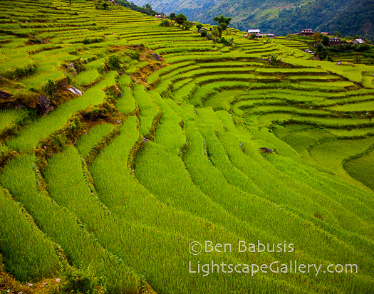 Steps of Green. Annapurna Sanctuary, Nepal. Stepped terraces, laboriously cut from rocky slopes, provide the farmland necessary for survival throughout the mountainous country.  Ben Babusis, Lightscape Gallery.