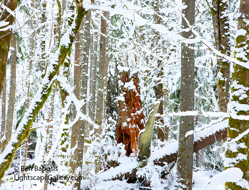 Northwest Snow. Tiger Mountain, WA. A splash of colorful exposed red wood stands out in a forest blanketed by driving snow in the Pacific Northwest.  Ben Babusis, Lightscape Gallery.