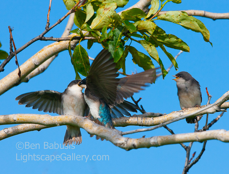 Swallow Time. McNeil River, Alaska. Swallow feeds her young in a tree at the McNeil River Sanctuary camp.  Ben Babusis, Lightscape Gallery.