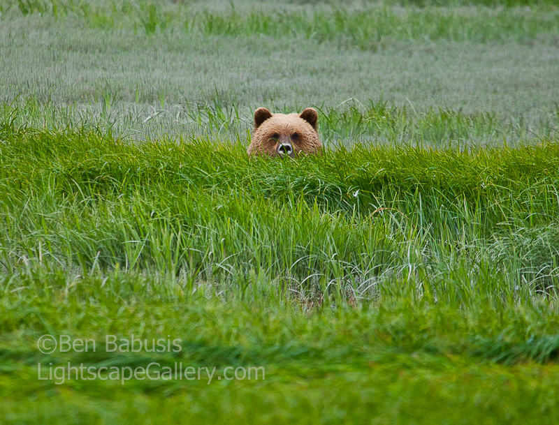 Peek-a-Bear. McNeil River, AK. Grizzly peeks out from sedge grass near the McNeil River spit.  Ben Babusis, Lightscape Gallery.