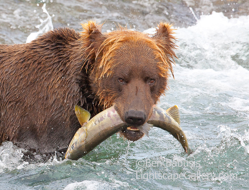 Mine!. McNeil River, AK. Grizzly captures a salmon from McNeil River falls.  Ben Babusis, Lightscape Gallery.
