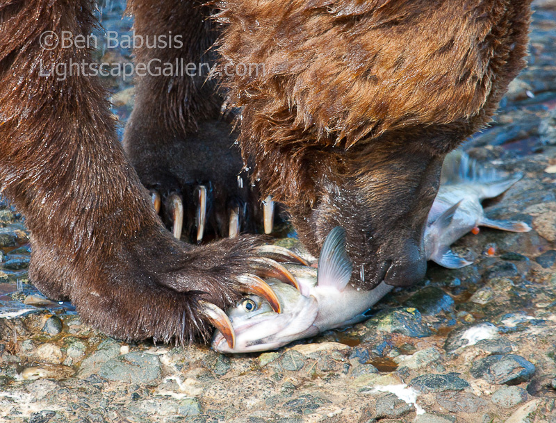 Eye of the Salmon. McNeil River, AK. Feeding time at McNeil River.  Ben Babusis, Lightscape Gallery.