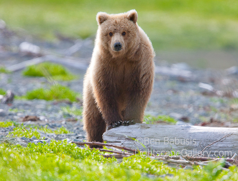 Curious Bear. McNeil River, AK. Curious young grizzly checks out the photographer on the McNeil River spit.  Ben Babusis, Lightscape Gallery.