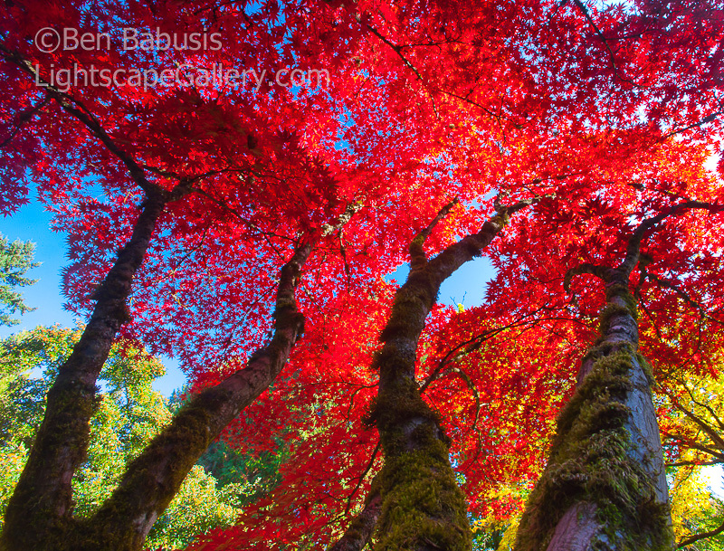 Sky is Falling. Washington Arboretum, WA. Overhead canopy bursts into brilliant red fall colors at the peak of autumn in Seattle.  Ben Babusis, Lightscape Gallery.