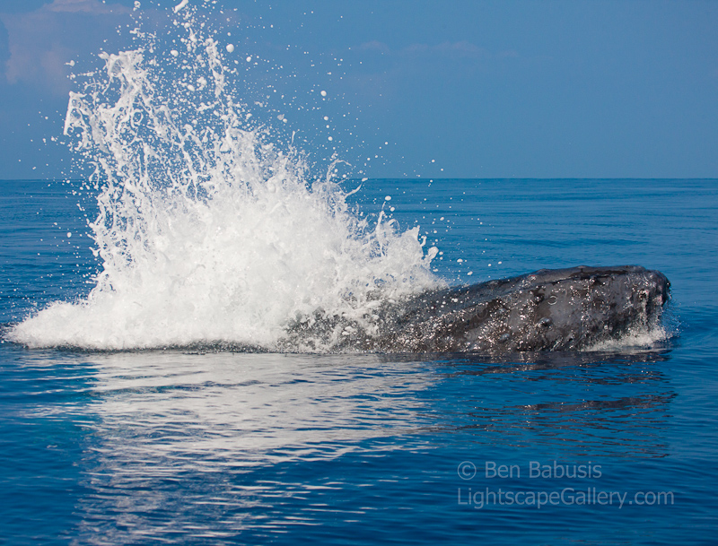Whale Rising. Maui, Hawaii. Humpback whale breaks the surface of calm seas off the coast of Maui in a splash.  Ben Babusis, Lightscape Gallery.