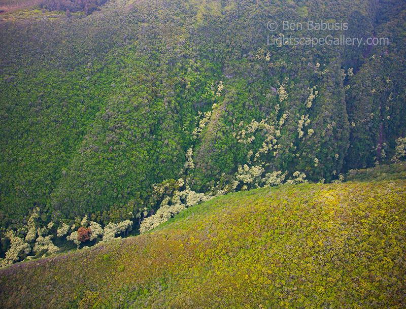Above the Jungle. Molokai, Hawaii. Aerial view of colorful forest covering Molokai's west coast.  Ben Babusis, Lightscape Gallery.