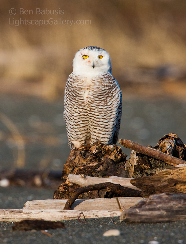Standing Proud. Ocean Shores, WA. Snowy Owl stands proudly on beach driftwood.  Ben Babusis, Lightscape Gallery.