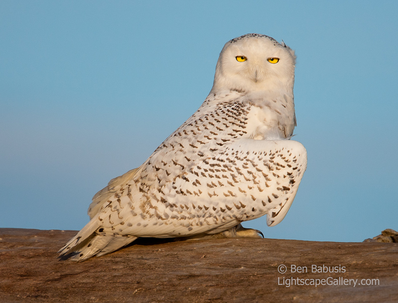 Snowy Owl Detail. Ocean Shores, WA. Snowy Owl poses on log displaying its spectacular plummage.  Ben Babusis, Lightscape Gallery.