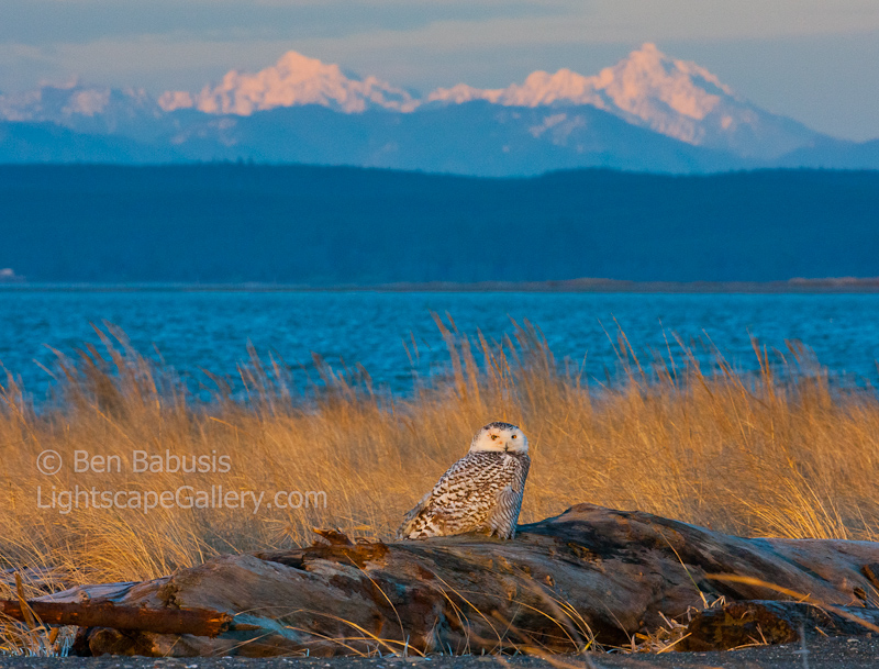 Snow Capped. Ocean Shores, WA. Snowy Owl poses on log in front of snow capped peaks of the Olympic Mountains.  Ben Babusis, Lightscape Gallery.
