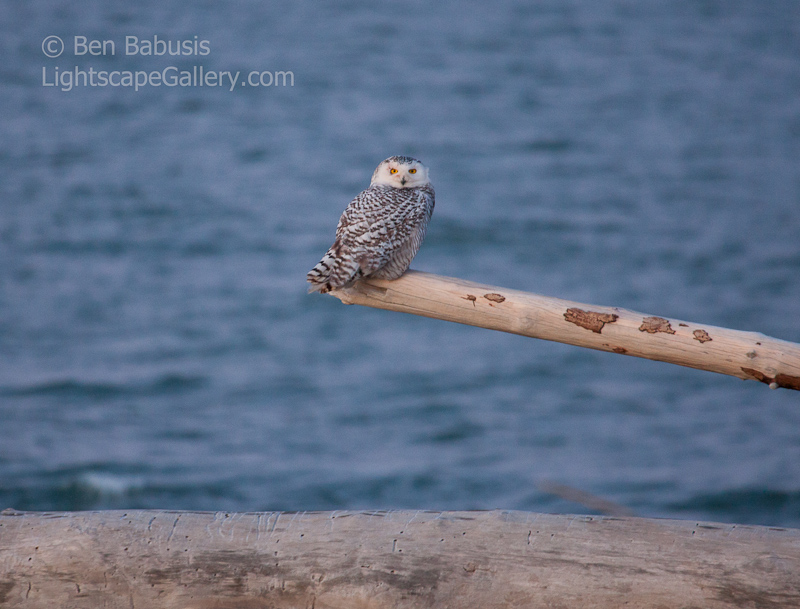 Out on a Limb. Ocean Shores, WA. Snowy Owl perches on a limb just after sundown.  Ben Babusis, Lightscape Gallery.