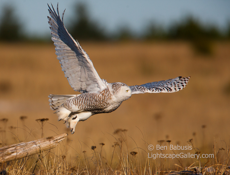 Take Off!. Ocean Shores, WA. One of the largest owls, the Snowy Owl displays its nearly 5 foot wingspan as it launches from its perch.  Ben Babusis, Lightscape Gallery.