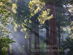 Forest Sunrise. Yosemite, California. The rising sun cuts through ground fog on the floor of Yosemite valley.  Ben Babusis, Lightscape Gallery.