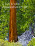 Redwood. Yosemite, California. Deep rich redwood surrounded by brilliant summer green.  Ben Babusis, Lightscape Gallery.