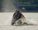 Spy Hopping Gray Whale. River's Inlet, British Columbia. This gray whale lifted it's nose in the air to check us out as we passed by in a sailboat, in a display known as spy hopping.  Ben Babusis, Lightscape Gallery.