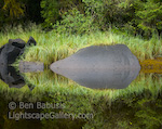 Perfect Reflection. River's Inlet, British Columbia. A rock is perfectly reflected into smooth as glass water in a remote corner of River's Inlet.  Ben Babusis, Lightscape Gallery.