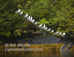 Birds in a Row. River's Inlet, British Columbia. Seagulls line up on a dead tree jutting over the water.  Ben Babusis, Lightscape Gallery.