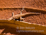 Lizard on Sandstone. North Coyote Buttes, Arizona. Lizard warms himself on sun bathed sandstone.  Ben Babusis, Lightscape Gallery.