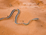 Sand Snake. North Coyote Buttes, Arizona. Small garter snake winds its way through the sand.  Ben Babusis, Lightscape Gallery.
