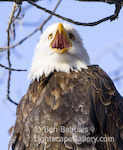 Eagle Call. Haines, Alaska. Bald eagle vocalizing.  Ben Babusis, Lightscape Gallery.