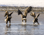 Ruffling Feathers. Haines, Alaska. Three bald eagles ruffling.  Ben Babusis, Lightscape Gallery.