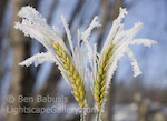 Ice Encrusted. Haines, Alaska. Ice encrusted plants near the Chilkat River.  Ben Babusis, Lightscape Gallery.