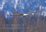 Looking Behind. Haines, Alaska. A bald eagle turns to look behind as it soars over the Chilkat River.  Ben Babusis, Lightscape Gallery.