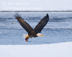 Captured. Haines, Alaska. Bald eagle flies off after snagging a chum salmon from the Chilkat River.  Ben Babusis, Lightscape Gallery.