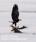 Bird Fight. Haines, Alaska. Two bald eagles fight beak and claw over feeding rights along the Chilkat River.  Ben Babusis, Lightscape Gallery.