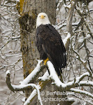 Waiting in the Snow. Haines, Alaska. Bald eagle waits patiently for his next meal along the Chilkat River while snow falls around him.  Ben Babusis, Lightscape Gallery.