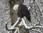 Scratch That. Haines, Alaska. Bald eagle scratches his head in a snowy tree along the Chilkat River.  Ben Babusis, Lightscape Gallery.