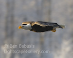 Speed Demon. Haines, Alaska. A bald eagle soaring past in a high speed demonstration over the Chilkat River.  Ben Babusis, Lightscape Gallery.
