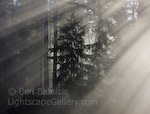 Crepuscular Rays. Issaquah, Washington. Rays of light shine through the forest fog on Tiger Mountain.  Ben Babusis, Lightscape Gallery.