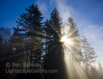 Shine. Issaquah, Washington. Sun breaks through the morning fog on Tiger Mountain.  Ben Babusis, Lightscape Gallery.