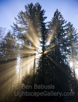 Forest Rays. Issaquah, Washington. Rays of light break through the morning fog on Tiger Mountain.  Ben Babusis, Lightscape Gallery.