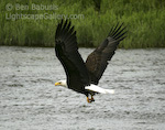 Baldy in Flight. Mikfik Creek, Alaska. A bald eagle takes flight over Mikfik Creek in southwestern Alaska.  Ben Babusis, Lightscape Gallery.
