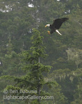Cleared for Landing. Ketchikan, Alaska. A bald eagle prepares for landing on the top of a tree near Ketchikan.  Ben Babusis, Lightscape Gallery.