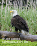 Bald Eagle on Log. Mikfik Creek, Alaska. Bald eagle perches on a log.  Ben Babusis, Lightscape Gallery.