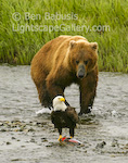 Alaskan Food Chain. Mikfik Creek, Alaska. A grizzly bear approaches a bald eagle gripping in its talons a salmon, one of the grizzly's favorite dishes.    Ben Babusis, Lightscape Gallery.
