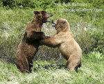 Grizzly Dance. Mikfik Creek, Alaska. Two grizzly adolescents play fight in southwestern Alaska.  Ben Babusis, Lightscape Gallery.