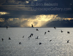 Homer Sunset. Homer, Alaska. Birds flocking at sunset.  Ben Babusis, Lightscape Gallery.