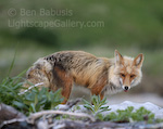 Red Fox. Mikfik Creek, Alaska. A red fox scavenges for food at sunset in southwestern Alaska.  Ben Babusis, Lightscape Gallery.