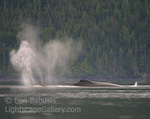 Thar She Blows!. Johnstone Strait, British Columbia. Gray whales exhale before diving in the Johnstone Strait. � Ben Babusis, Lightscape Gallery.
